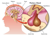 Hormone: Kleiner Anhang mit großer Wirkung - die Hirnanhangdrüse