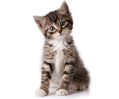 Katzenpflege im Preisvergleich fr Medikamente