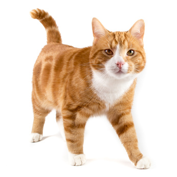Medikamente für Tiere Preisvergleich