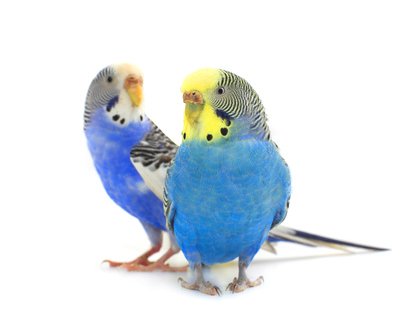 Vogelpflege im Preisvergleich fr Medikamente